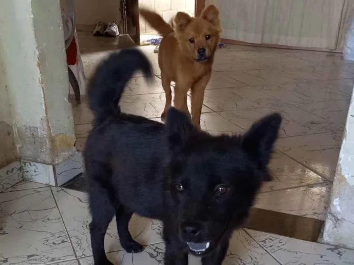 Cachorro raça Chow-chow  idade 2 a 6 meses nome Pretinha e Mel