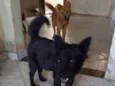 Pretinha e Mel