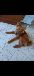 Pretinha e Mel