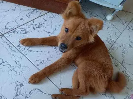 Cachorro raça Chow-chow  idade 2 a 6 meses nome Pretinha e Mel
