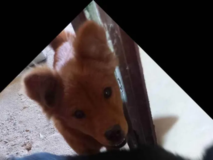 Cachorro raça Chow-chow  idade 2 a 6 meses nome Pretinha e Mel