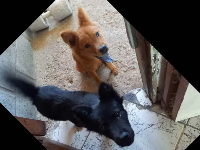 Cachorro raça Chow-chow  idade 2 a 6 meses nome Pretinha e Mel