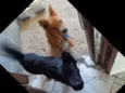 Pretinha e Mel