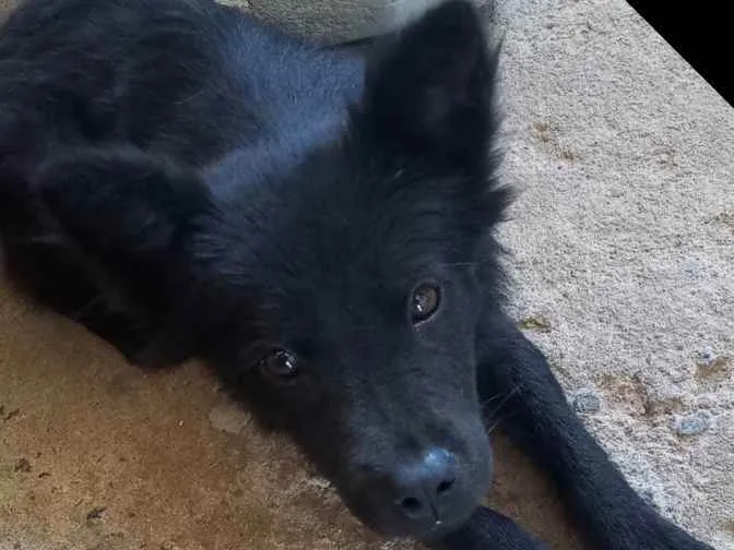 Cachorro raça Chow-chow  idade 2 a 6 meses nome Pretinha e Mel