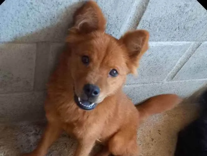 Cachorro raça Chow-chow  idade 2 a 6 meses nome Pretinha e Mel