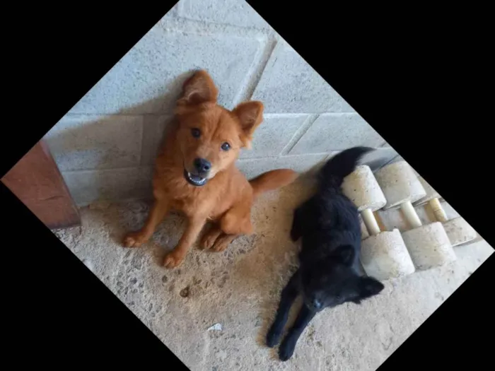 Cachorro raça Chow-chow  idade 2 a 6 meses nome Pretinha e Mel