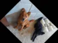 Pretinha e Mel
