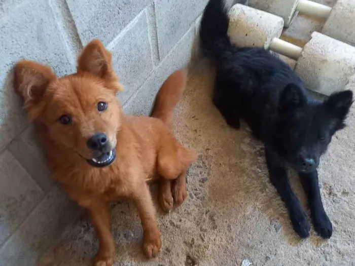 Cachorro raça Chow-chow  idade 2 a 6 meses nome Pretinha e Mel