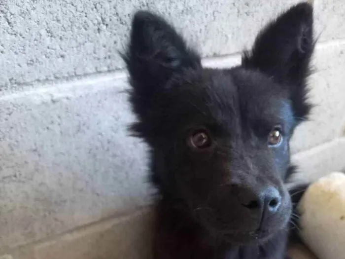 Cachorro raça Chow-chow  idade 2 a 6 meses nome Pretinha e Mel