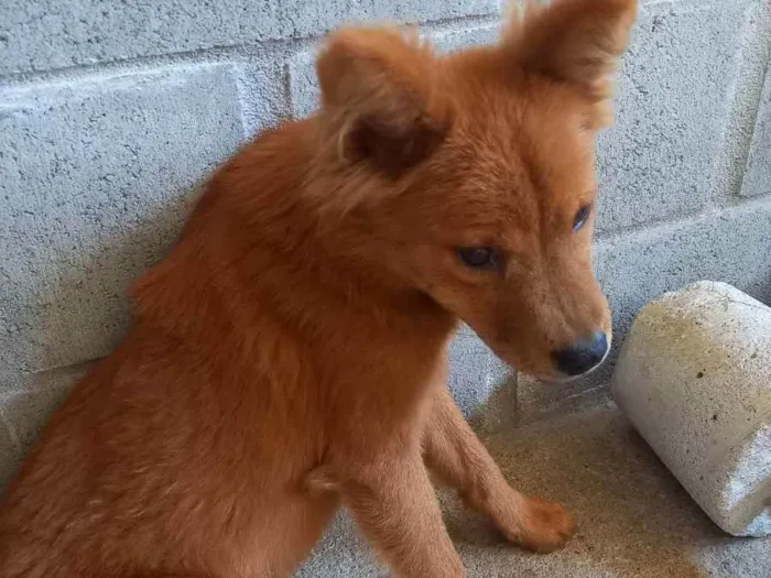 Cachorro raça Chow-chow  idade 2 a 6 meses nome Pretinha e Mel