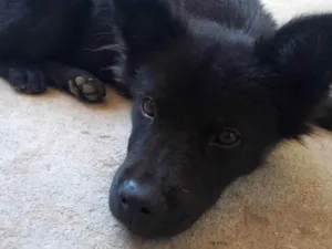 Cachorro raça Chow-chow  idade 2 a 6 meses nome Pretinha e Mel