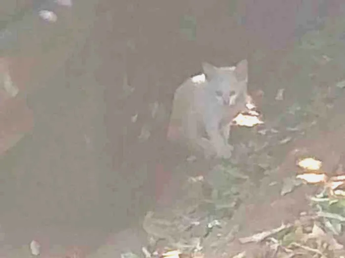 Gato ra a Não sei idade Abaixo de 2 meses nome Não sei