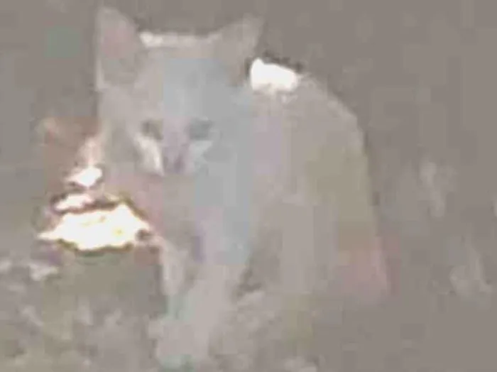Gato ra a Não sei idade Abaixo de 2 meses nome Não sei