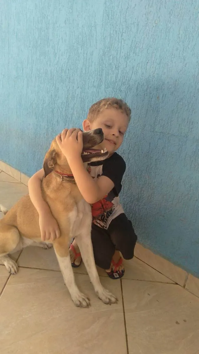 Cachorro ra a Vira lata  idade 3 anos nome Luna