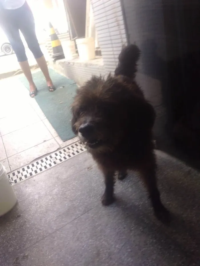 Cachorro ra a Poodle idade 4 anos nome Rastafary