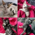 GATINHAS PARA ADOÇÃO