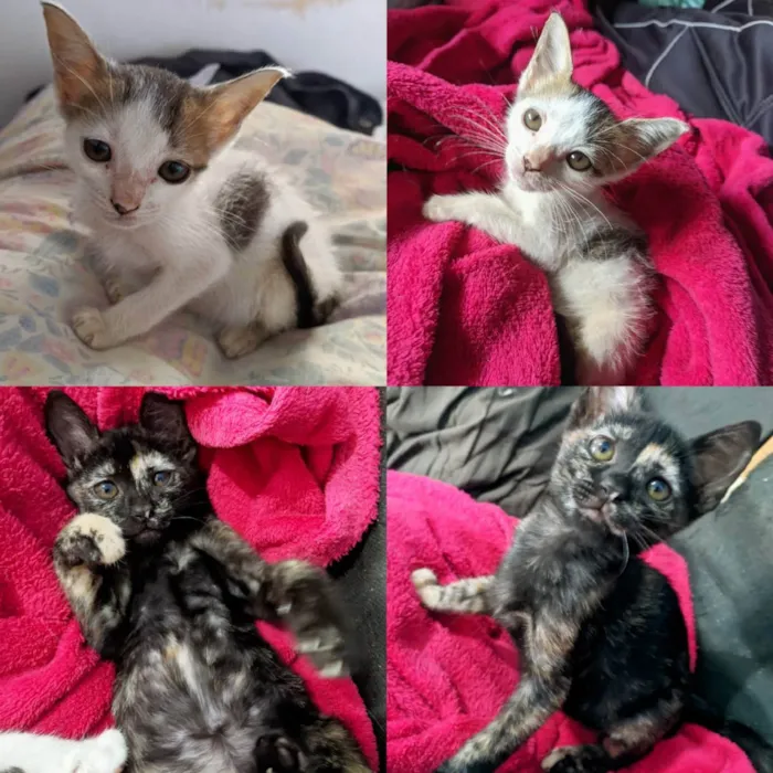 Gato raça SRD  idade 2 a 6 meses nome GATINHAS PARA ADOÇÃO