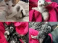 GATINHAS PARA ADOÇÃO