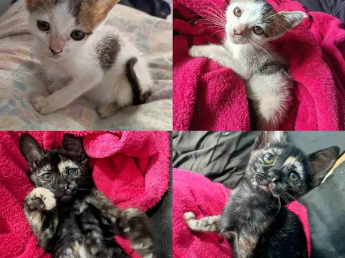 Gato raça SRD  idade 2 a 6 meses nome GATINHAS PARA ADOÇÃO