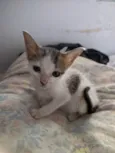 GATINHAS PARA ADOÇÃO