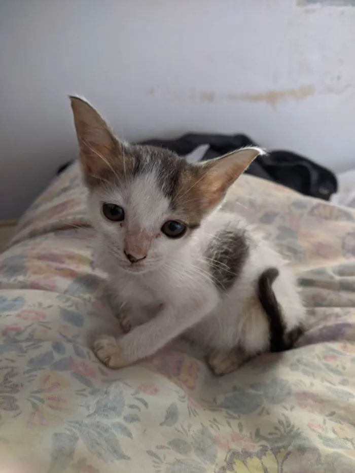 Gato raça SRD  idade 2 a 6 meses nome GATINHAS PARA ADOÇÃO