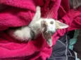 GATINHAS PARA ADOÇÃO