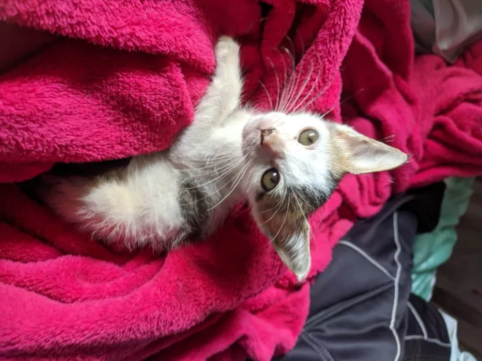 Gato raça SRD  idade 2 a 6 meses nome GATINHAS PARA ADOÇÃO