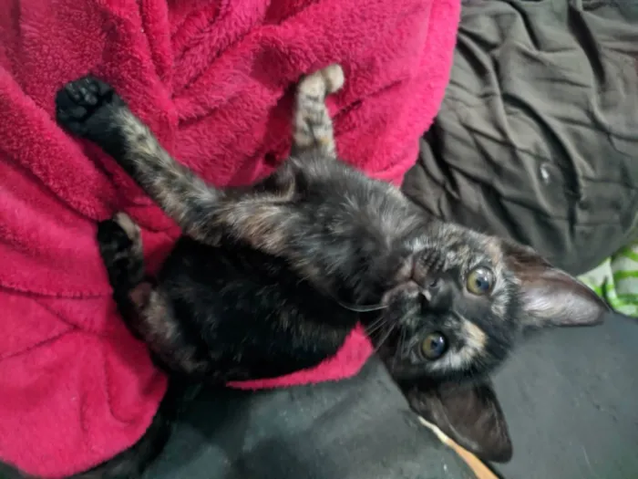 Gato raça SRD  idade 2 a 6 meses nome GATINHAS PARA ADOÇÃO