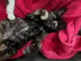 GATINHAS PARA ADOÇÃO