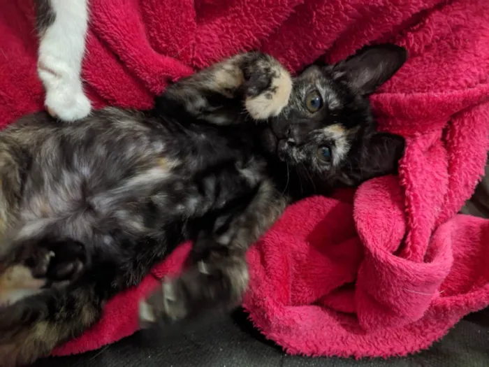 Gato raça SRD  idade 2 a 6 meses nome GATINHAS PARA ADOÇÃO