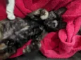GATINHAS PARA ADOÇÃO