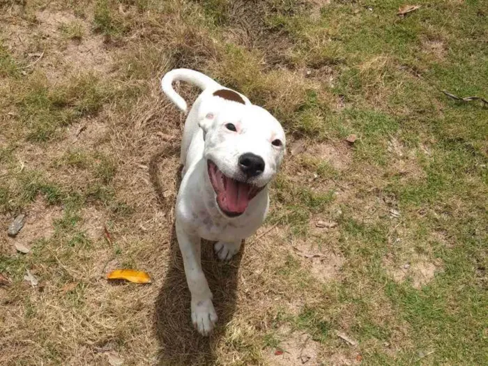 Cachorro raça Mistura de Pitbull  idade 1 ano nome Thor