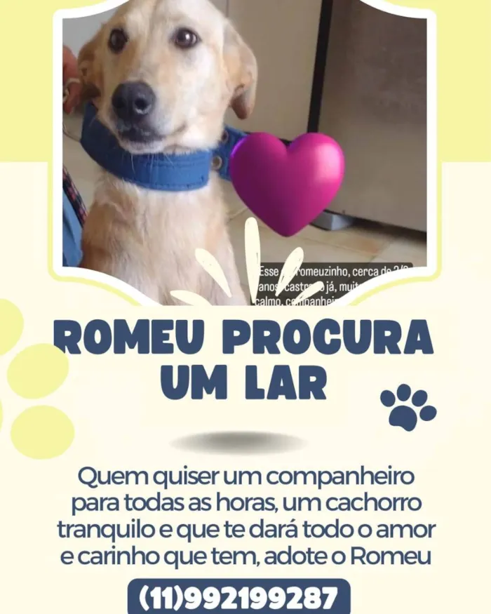 Cachorro ra a Vira lata  idade 2 anos nome Romeu e Julieta