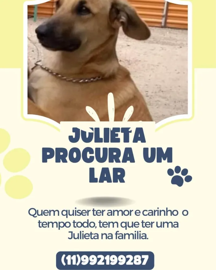 Cachorro ra a Vira lata  idade 2 anos nome Romeu e Julieta