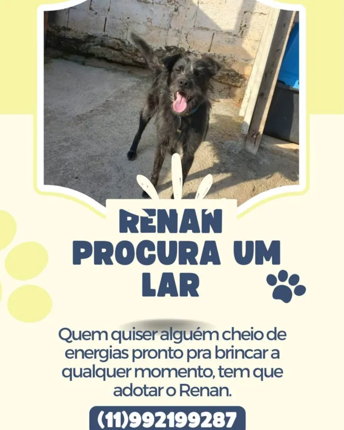 Cachorro ra a Vira lata  idade 1 ano nome Renan