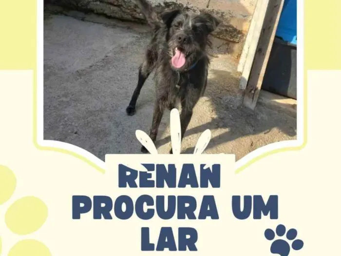 Cachorro ra a Vira lata  idade 1 ano nome Renan