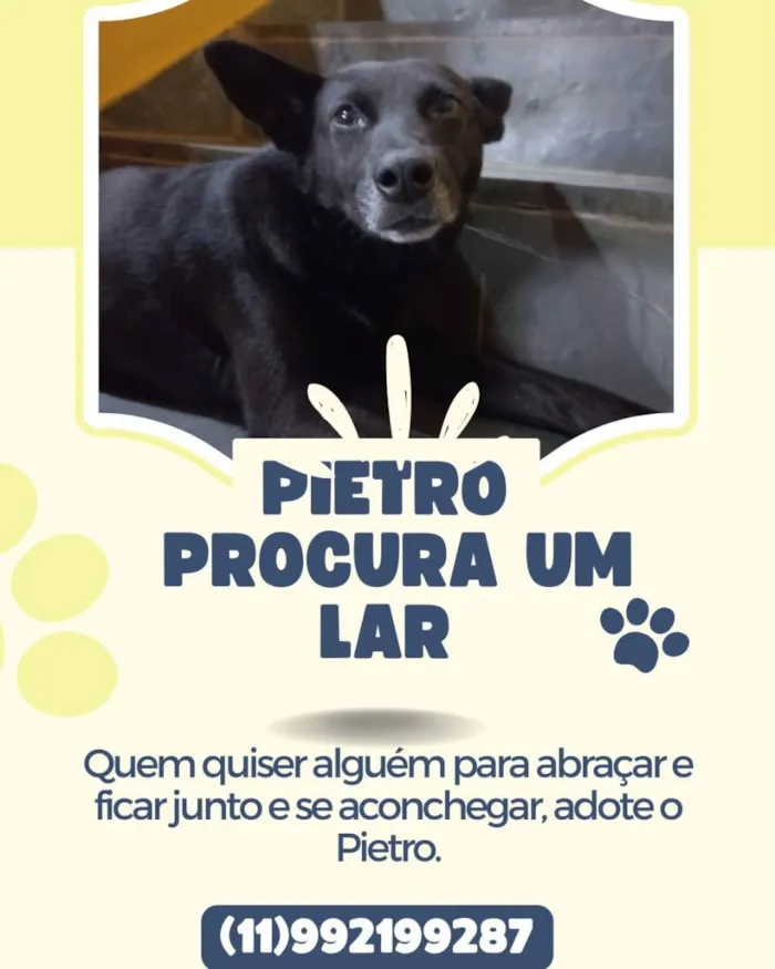 Cachorro ra a Vira lata  idade 3 anos nome Pietro