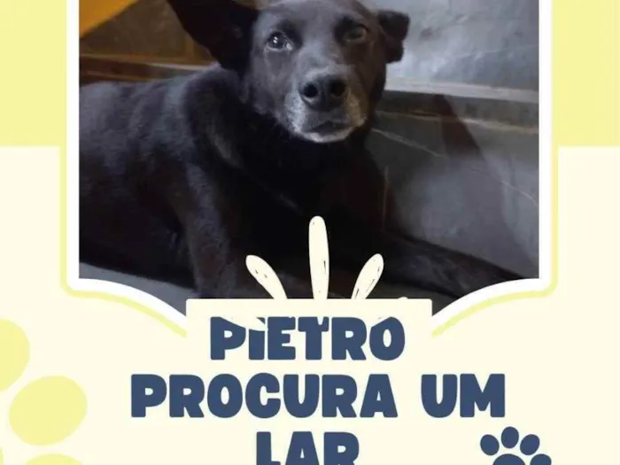 Cachorro ra a Vira lata  idade 3 anos nome Pietro