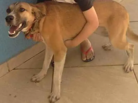 Cachorro ra a Vira lata  idade 3 anos nome Luna