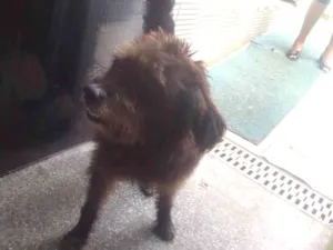 Cachorro raça Poodle idade 4 anos nome Rastafary