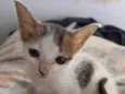 GATINHAS PARA ADOÇÃO