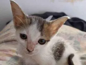 Gato raça SRD  idade 2 a 6 meses nome GATINHAS PARA ADOÇÃO