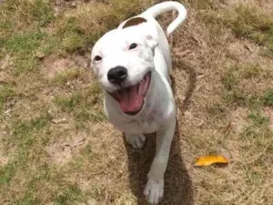 Cachorro raça Mistura de Pitbull  idade 1 ano nome Thor