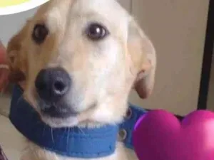 Cachorro raça Vira lata  idade 2 anos nome Romeu e Julieta