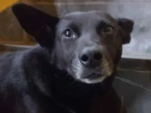 Cachorro raça Vira lata  idade 3 anos nome Pietro