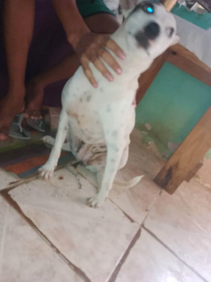 Cachorro ra a Mestiça  idade 7 a 11 meses nome Menina