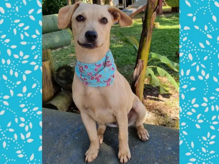 Cachorro ra a SRD idade 7 a 11 meses nome BLANC