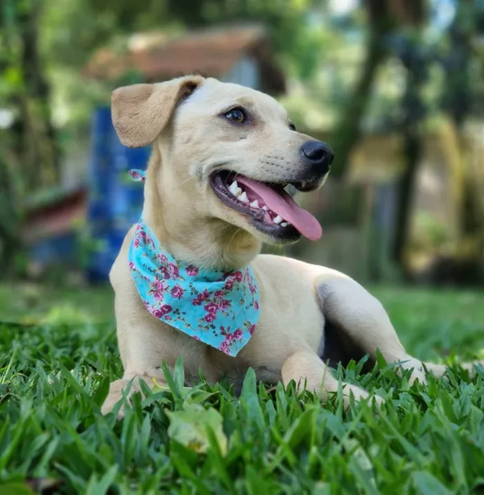 Cachorro ra a SRD idade 7 a 11 meses nome BLANC