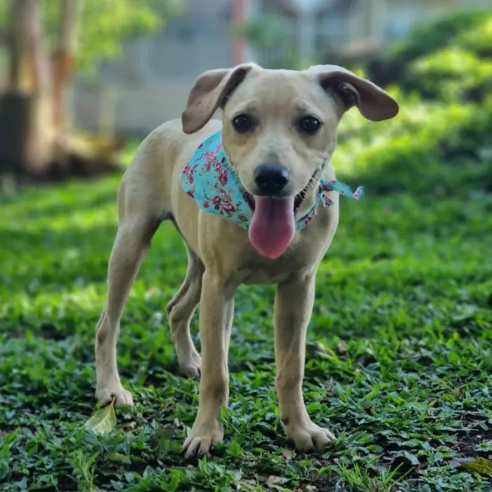 Cachorro ra a SRD idade 7 a 11 meses nome BLANC