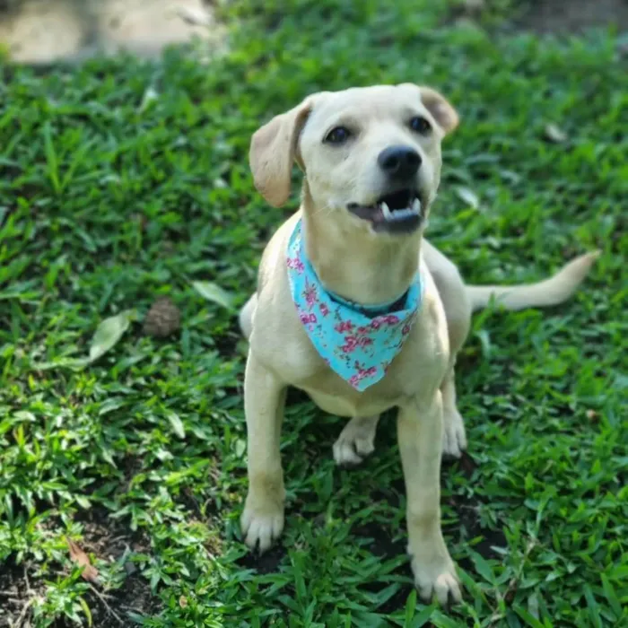 Cachorro ra a SRD idade 7 a 11 meses nome BLANC